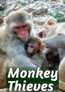 Обезьяны-воришки, Сезон 1